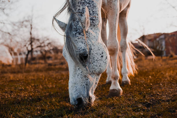 istock Arabian horse 1195061974