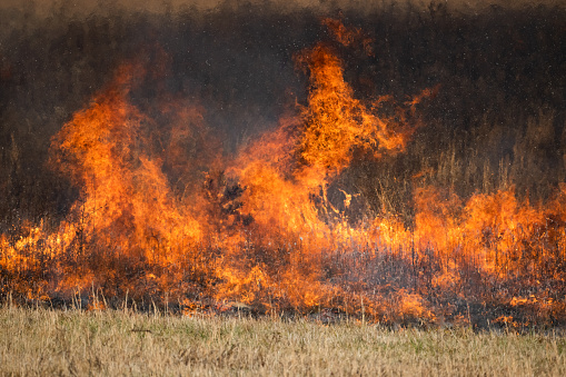 Flames in an open meadow as part of a controlled burn in Cades Cove, Great Smoky Mountains National Park.