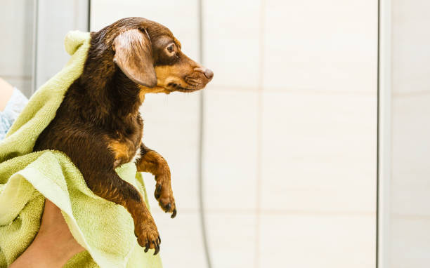 istock Person drying dog after bath 1195065619