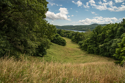 Campo de hierba alta en una ladera forrada de un árbol photo
