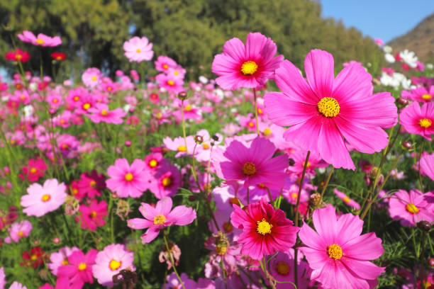 코스모스 꽃 코스모스에 대한 스톡 사진 및 기타 이미지 - 코스모스, 꽃-식물, 다중 색상 - iStock