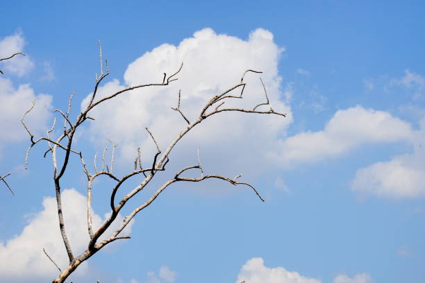 Dry twigs with trees on a white background