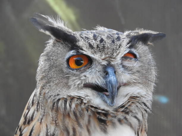 istock Portrait of an eagle owl - full head, half-turn 1195070791