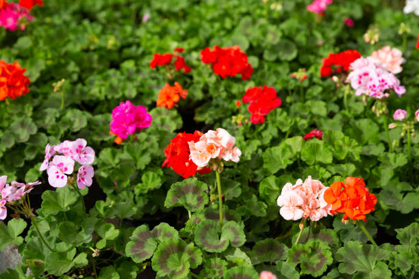 istock Blooming geranium flowers in greenhouse 1195071620