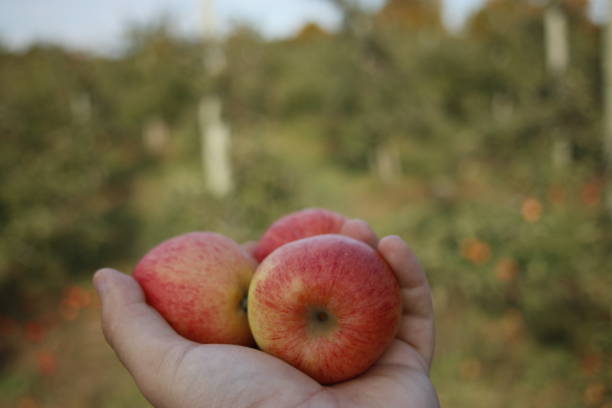 istock holding apples in an apple orchard 1195071888