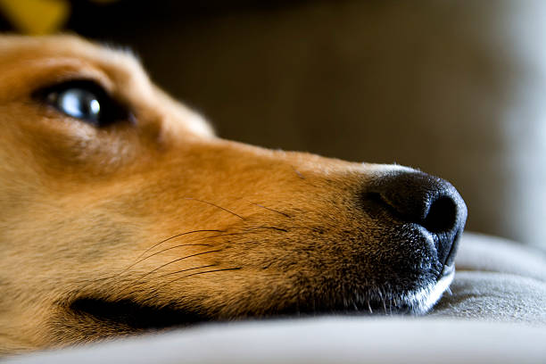 Hund Nose – Foto