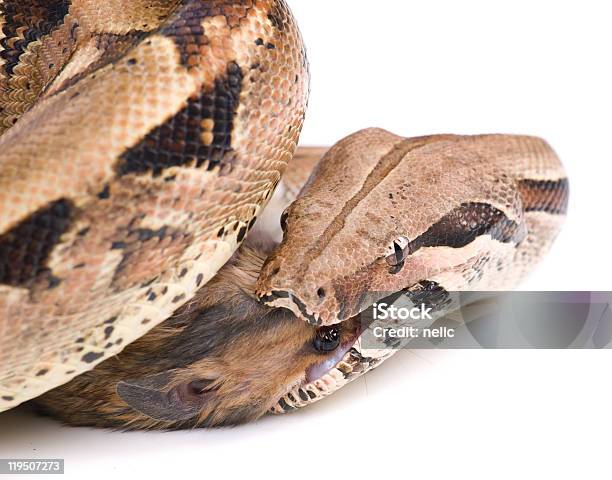 Feeding Frenzy Snake Eating Mouse Stock Photo - Download Image Now - Animal Body Part, Animal Eye, Animal Mouth