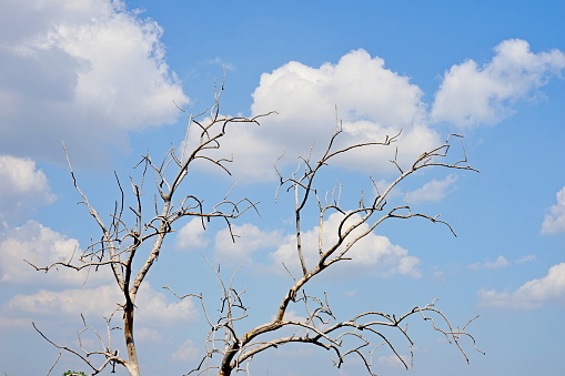 Dry tree against blue sky