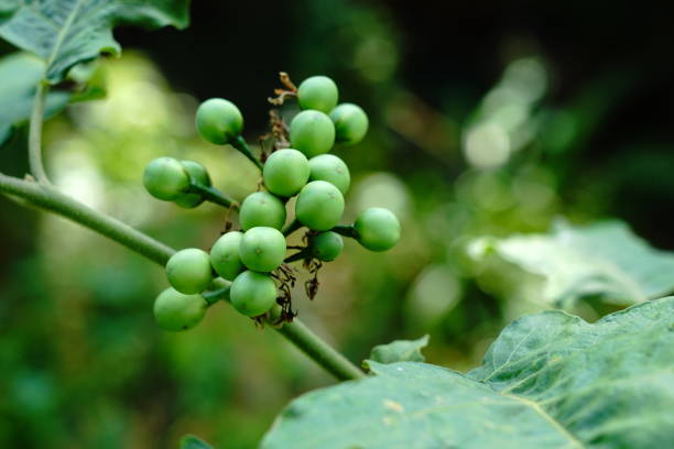 Turkey berry tree.