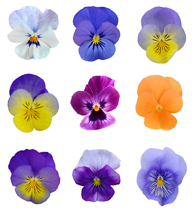 Pansy flowers isolated on white background