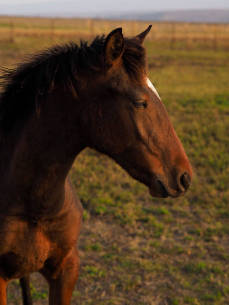 Portrait of a horse