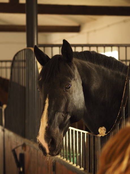 istock Portrait of a horse 1195076355