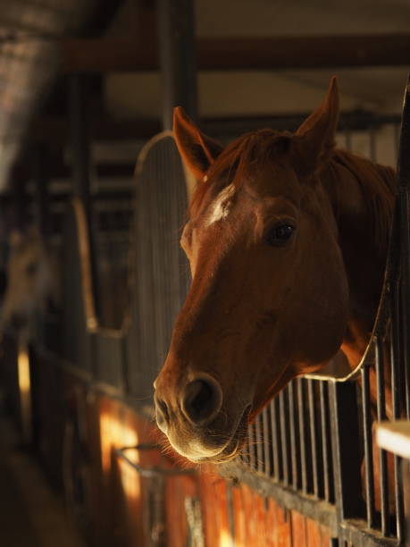 istock Portrait of a horse 1195076426