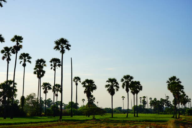 Palms trees on the rice field