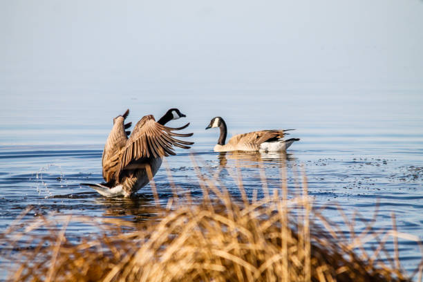 istock Rudy ducks (Oxyura jamaicensis), with their blue bills are a site on the water. Alberta, Canada 1195076912