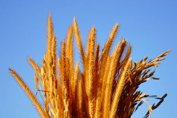 istock Golden wheat field on sky background 1195077672