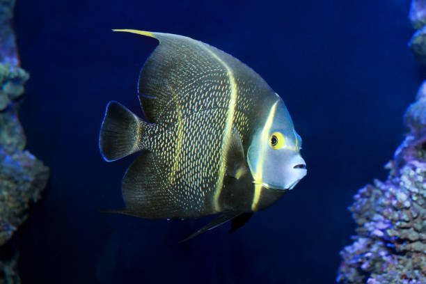 pesce angelo francese (pomacanthus paru) - beauty in nature coral angelfish fish foto e immagini stock