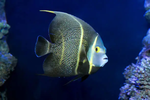 Closeup of a French Angelfish (Pomacanthus paru)