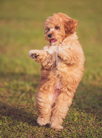 a toy poodle puppy dancing on the grass at public park