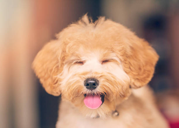 a toy poodle puppy smiling at the camera