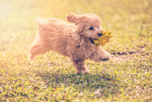 a toy poodle biting a soft rubber toy and running in public park