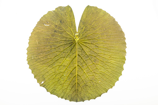 Lotus leaf isolated on white background
