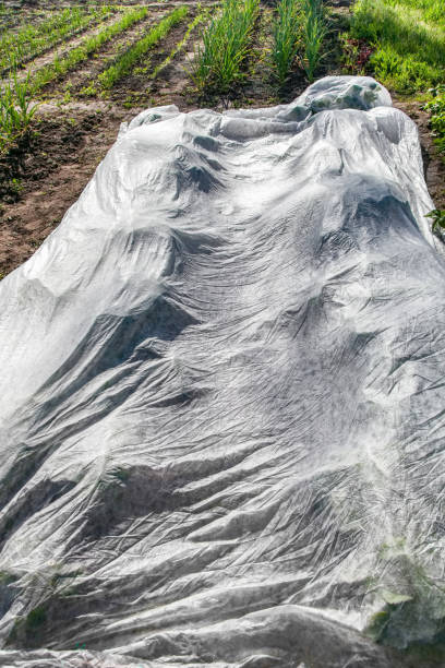 istock Strawberry protected by non-woven fabric 1195080901