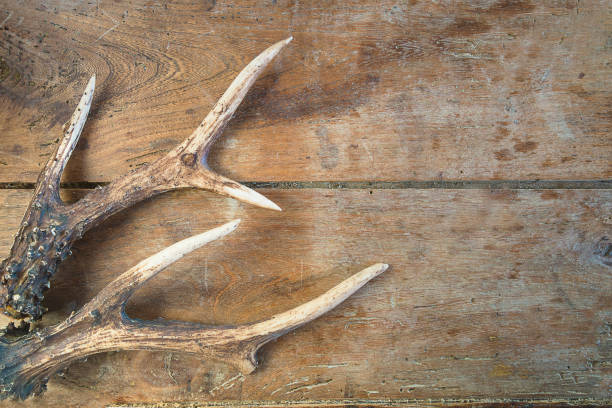 istock Deer antlers on a old wooden background. 1195082159