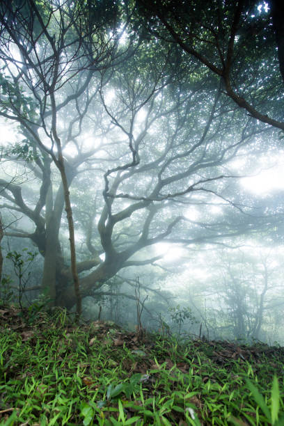istock forest with fog in the morning 1195082865
