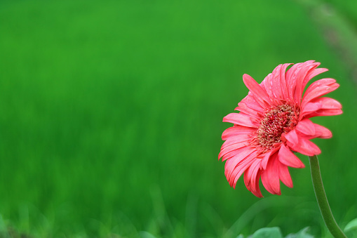 Closeup a vibrant pink blooming Gerbera flower with the morning dew against blurry green field