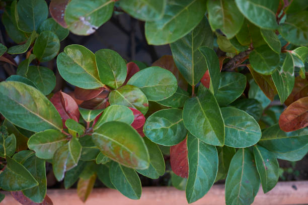 istock Viburnum odoratissimum 1195083955