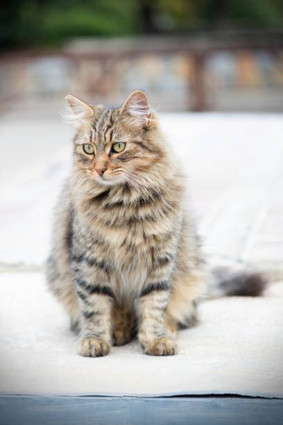 A British Longhair cat lying on the floor of an indoor room, appearing to be doing a sit-up in a human-like manner