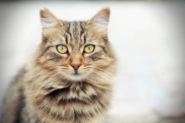 Beautiful Manx cat outside on front porch with garden in the background.