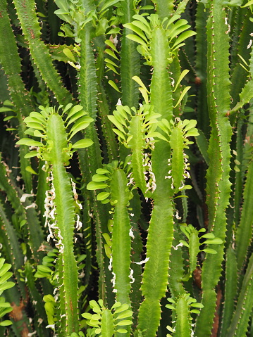 Green cactus background