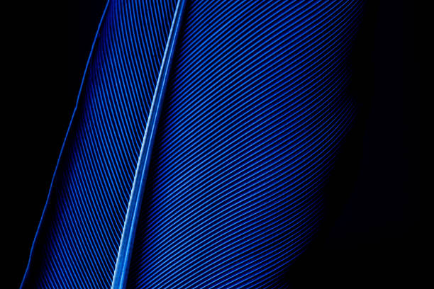 istock Macro shot a bird feather close-up in Black background ,Parrot feather macro texture, Blue macro feather 1195085267