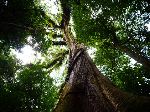 Costa Rica - Ceiba Tree