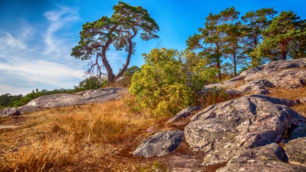 Summer boreal landscape in Hanko, Finland