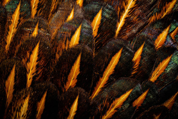 istock Black raven feathers ,Feathers background,Pheasant feathers,Feather, Pheasant - Bird, Extreme Close-Up, Macrophotography, Animal 1195085946