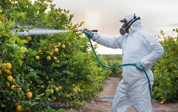 Tractor spraying pesticide and insecticide on lemon plantation in Spain. Weed insecticide fumigation. Organic ecological agriculture. A sprayer machine, trailed by tractor spray herbicide.