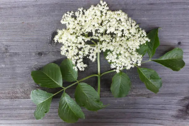 Bloom and leaves of elderflower on wooden board. Elderberry flower,the flowers and berries are used most often medicinally.