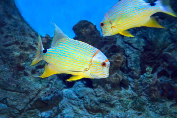 istock Fish Sailfin snapper Symphorichthys spilurus 1195089163