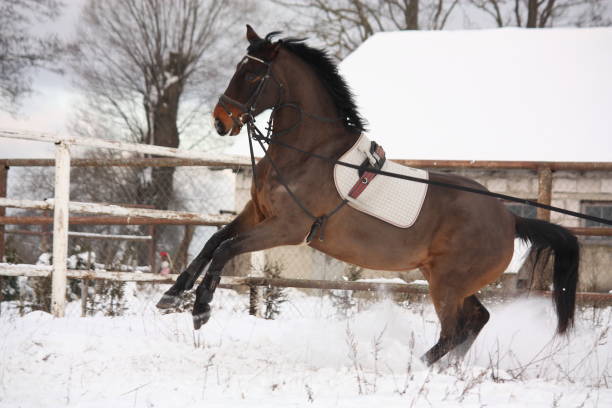Horse running in the snow near  Shell, Wyoming. Running toward the camera.