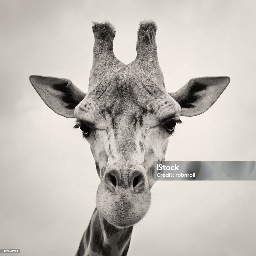 vintage sepia Bild von Giraffen Head - Lizenzfrei Afrika Stock-Foto