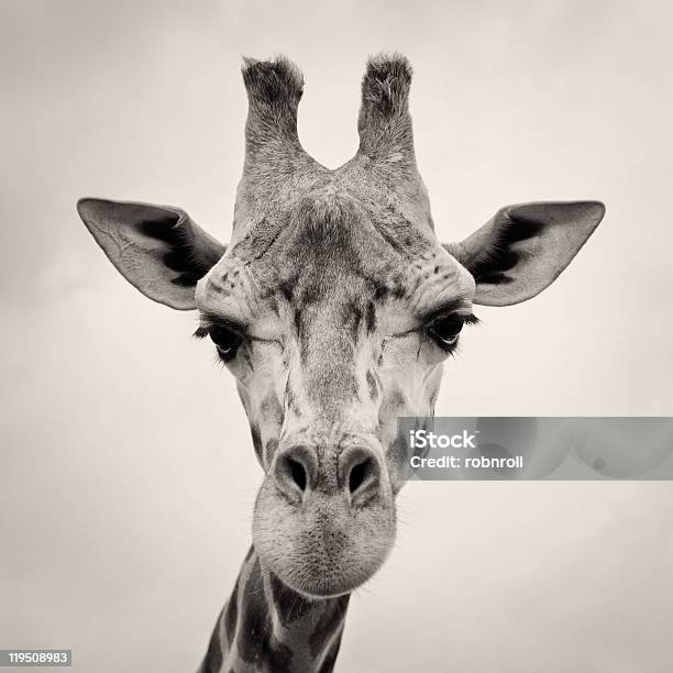 Vintage Sepia Bild Von Giraffen Head Stockfoto und mehr Bilder von Afrika - Afrika, Altertümlich, Braun