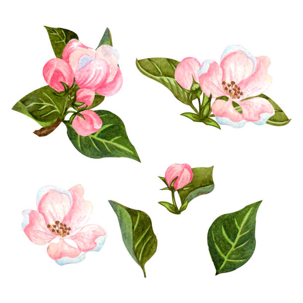 istock Watercolor set of blooming apple tree. Hand drawn apple branches with leaves, buds and flowers. For invitations, fabric, design and wedding cards. 1195090454