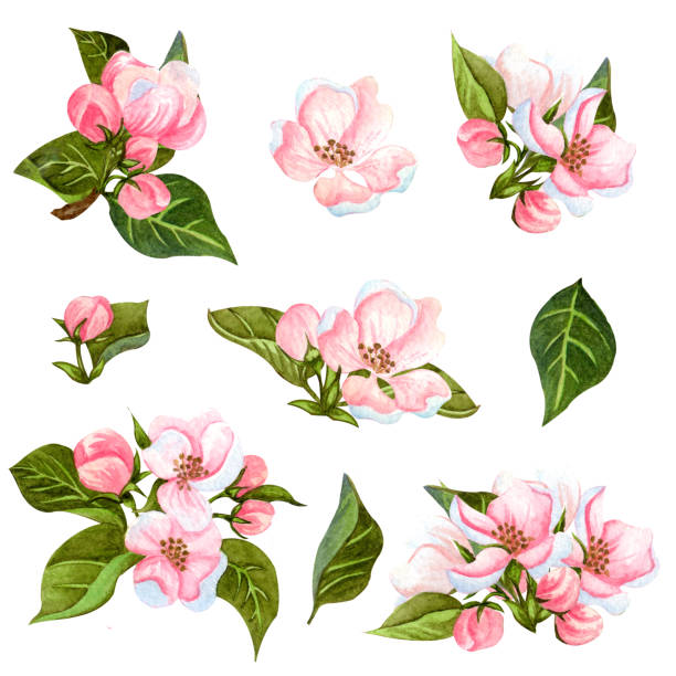 istock Watercolor set of blooming apple tree. Hand drawn apple branches with leaves, buds and flowers. For invitations, fabric, design and wedding cards. 1195090462