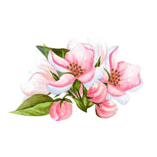 istock Watercolor set of blooming apple tree. Hand drawn apple branches with leaves, buds and flowers. For invitations, fabric, design and wedding cards. 1195090463