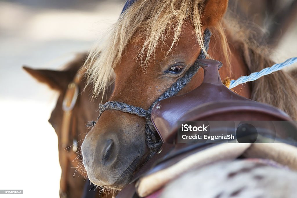 Лошадь с ОНД глаза - Стоковые фото Глаз животного роялти-фри