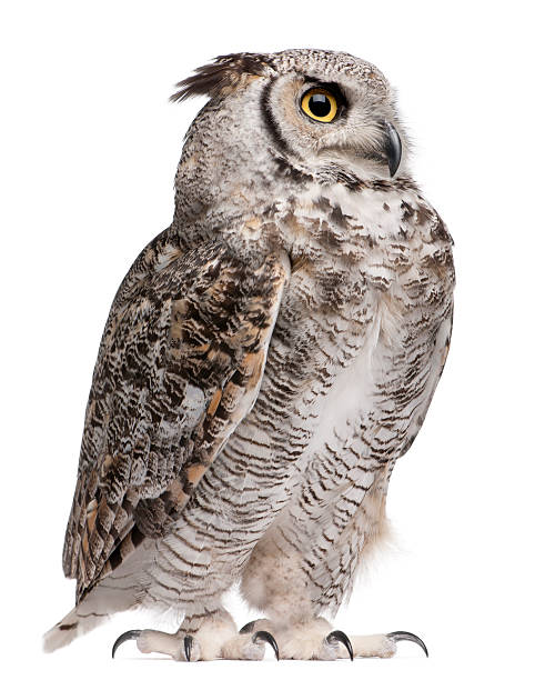 vista lateral de um corujão-orelhudo, bubo virginianus subarcticus, em pé. - nobody animal bird owl - fotografias e filmes do acervo