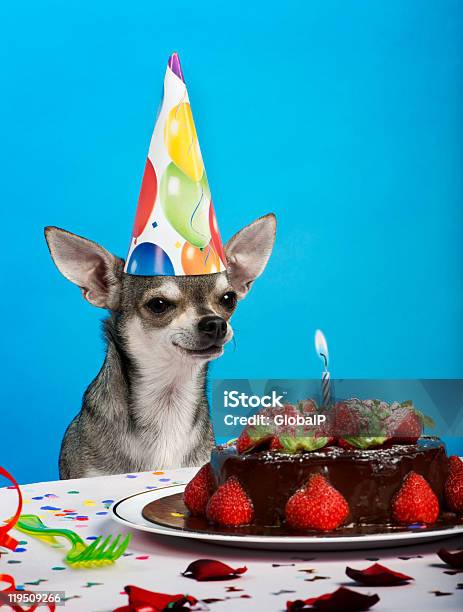 Foto de Chihuahua Na Mesa Usando Chapéu De Aniversário e mais fotos de stock de Animal - Animal, Animal de estimação, Animal doméstico